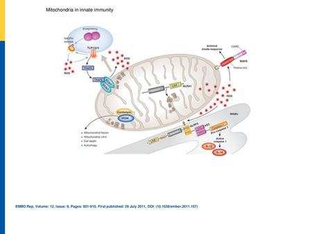 Mitochondria in innate immunity