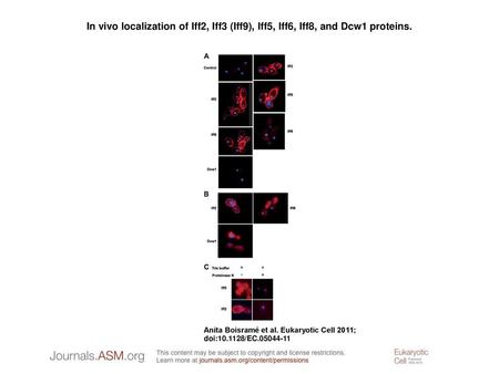 In vivo localization of Iff2, Iff3 (Iff9), Iff5, Iff6, Iff8, and Dcw1 proteins. In vivo localization of Iff2, Iff3 (Iff9), Iff5, Iff6, Iff8, and Dcw1 proteins.