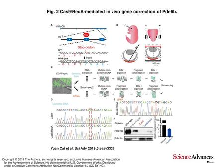 Fig. 2 Cas9/RecA-mediated in vivo gene correction of Pde6b.