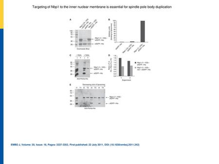 Recombinant Nbp1‐(1–103)–sfGFP–His binds to liposomes