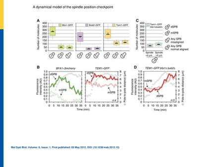 A dynamical model of the spindle position checkpoint