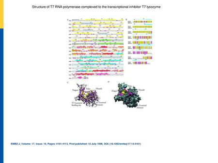 Sequence alignments of phage‐type RNA polymerases and lysozymes