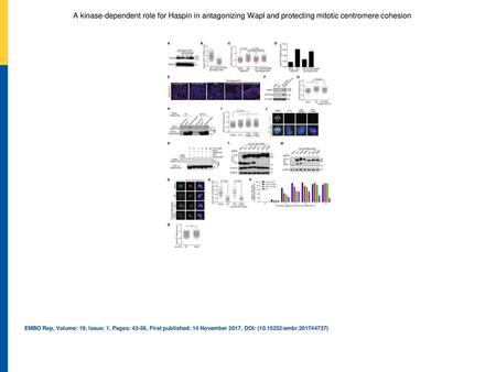 A kinase‐dependent role for Haspin in antagonizing Wapl and protecting mitotic centromere cohesion AThe lysates from asynchronous Haspin‐KO cells stably.