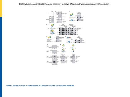 A“Far‐Western” blot analyses of BER protein interactions