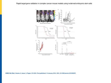 Rapid target gene validation in complex cancer mouse models using re‐derived embryonic stem cells In vivo imaging of a invCAG‐Luc;Rb1F/F;Trp53F/F chimeric.