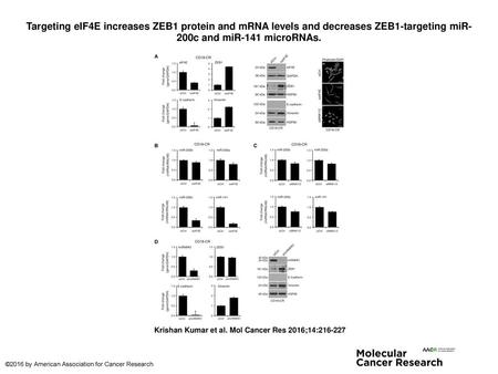 Targeting eIF4E increases ZEB1 protein and mRNA levels and decreases ZEB1-targeting miR-200c and miR-141 microRNAs. Targeting eIF4E increases ZEB1 protein.