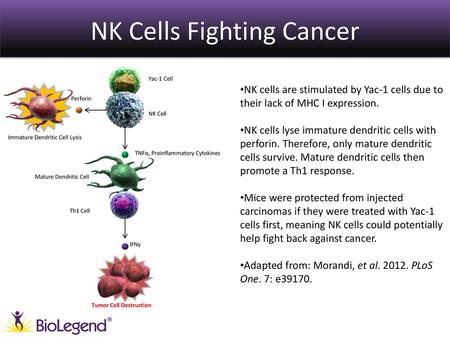 NK Cells Fighting Cancer