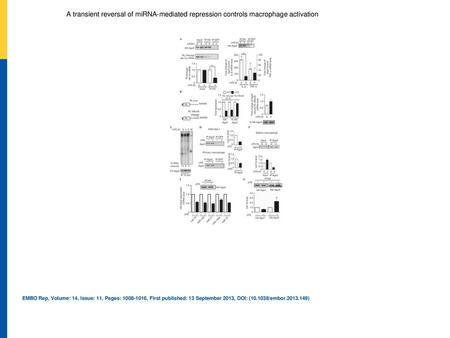 A transient reversal of miRNA‐mediated repression controls macrophage activation Loss of miRNA from Ago2 deactivates miRNPs in LPS‐treated mammalian macrophages.