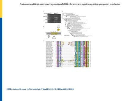 Endosome and Golgi‐associated degradation (EGAD) of membrane proteins regulates sphingolipid metabolism Equal amounts of WT cells and indicated single.