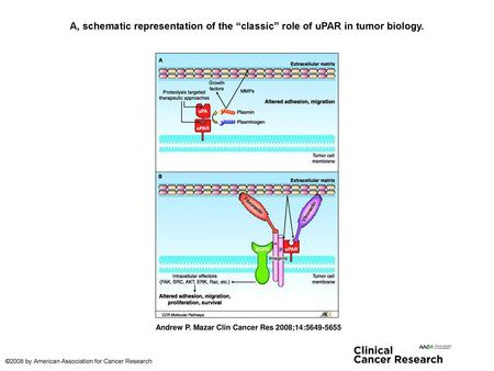 A, schematic representation of the “classic” role of uPAR in tumor biology. A, schematic representation of the “classic” role of uPAR in tumor biology.