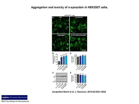 Aggregation and toxicity of α-synuclein in HEK293T cells.