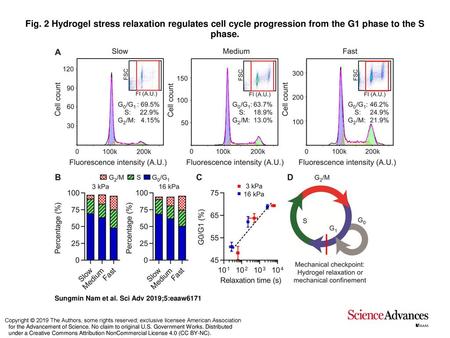 Fig. 2 Hydrogel stress relaxation regulates cell cycle progression from the G1 phase to the S phase. Hydrogel stress relaxation regulates cell cycle progression.