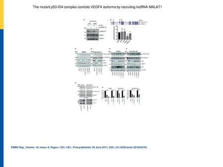 The mutant p53‐ID4 complex controls VEGFA isoforms by recruiting lncRNA MALAT1 AWestern blot analysis of MDA‐MB‐468 cells interfered or not for hnRNP A1.