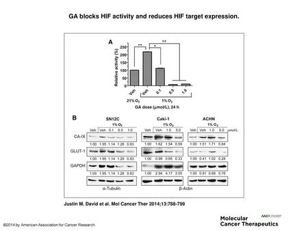 GA blocks HIF activity and reduces HIF target expression.