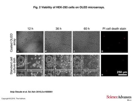 Fig. 2 Viability of HEK-293 cells on OLED microarrays.