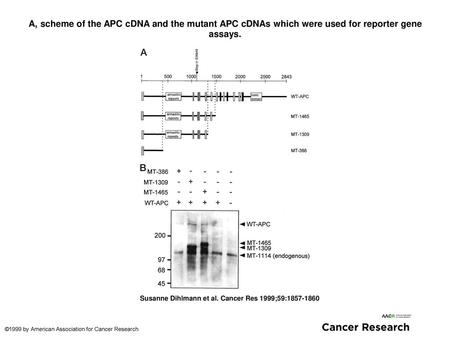 A, scheme of the APC cDNA and the mutant APC cDNAs which were used for reporter gene assays. A, scheme of the APC cDNA and the mutant APC cDNAs which were.