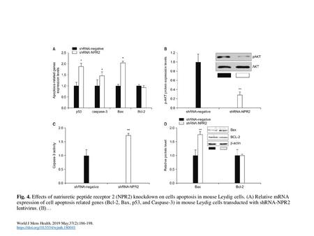 Fig. 4. Effects of natriuretic peptide receptor 2 (NPR2) knockdown on cells apoptosis in mouse Leydig cells. (A) Relative mRNA expression of cell apoptosis.