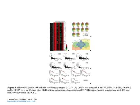 Figure 4. MicroRNA (miR)-195 and miR-497 directly targets CD274