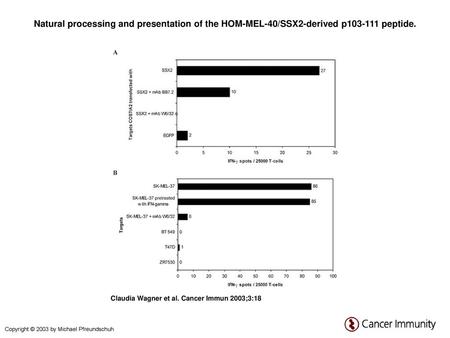 Natural processing and presentation of the HOM-MEL-40/SSX2-derived p103-111 peptide. Natural processing and presentation of the HOM-MEL-40/SSX2-derived.