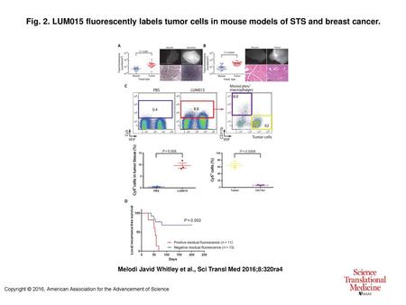 Fig. 2. LUM015 fluorescently labels tumor cells in mouse models of STS and breast cancer. LUM015 fluorescently labels tumor cells in mouse models of STS.