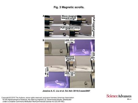 Fig. 3 Magnetic scrolls. Magnetic scrolls. (A) Actuation of an IROGRAN scroll by moving the magnet toward the scroll and pulling the scroll open. The scroll.