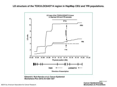 LD structure of the TOX3/LOC region in HapMap CEU and YRI populations.