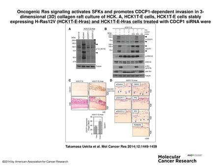 Oncogenic Ras signaling activates SFKs and promotes CDCP1-dependent invasion in 3-dimensional (3D) collagen raft culture of HCK. A, HCK1T-E cells, HCK1T-E.