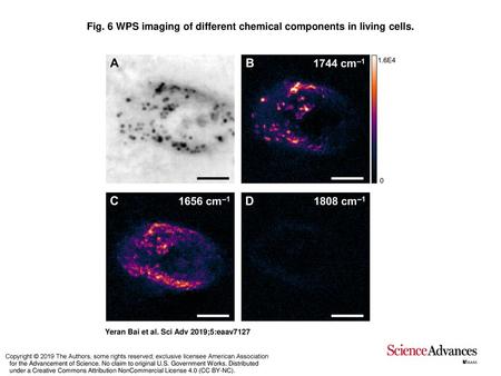 Fig. 6 WPS imaging of different chemical components in living cells.