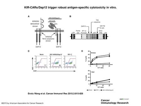 KIR-CARs/Dap12 trigger robust antigen-specific cytotoxicity in vitro.