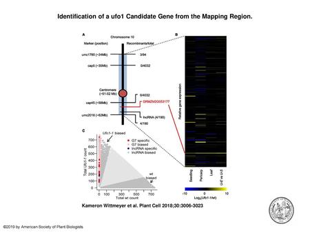 Identification of a ufo1 Candidate Gene from the Mapping Region.