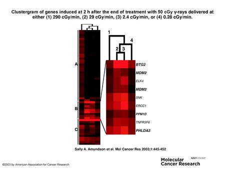 Clustergram of genes induced at 2 h after the end of treatment with 50 cGy γ-rays delivered at either (1) 290 cGy/min, (2) 29 cGy/min, (3) 2.4 cGy/min,