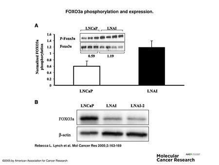 FOXO3a phosphorylation and expression.