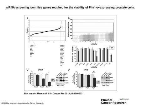 SiRNA screening identifies genes required for the viability of Pim1-ovexpressing prostate cells. siRNA screening identifies genes required for the viability.