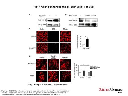 Fig. 4 Cdc42 enhances the cellular uptake of EVs.