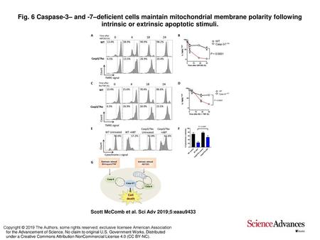 Fig. 6 Caspase-3– and -7–deficient cells maintain mitochondrial membrane polarity following intrinsic or extrinsic apoptotic stimuli. Caspase-3– and -7–deficient.