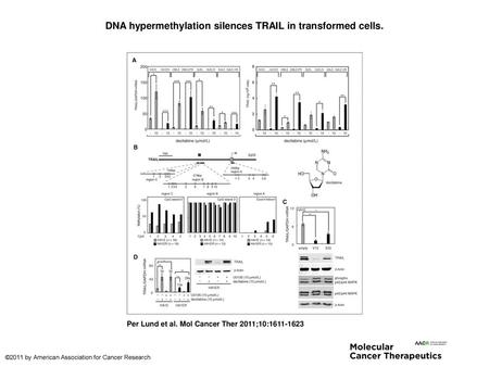 DNA hypermethylation silences TRAIL in transformed cells.