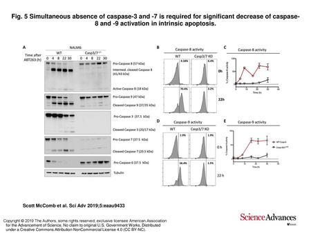 Fig. 5 Simultaneous absence of caspase-3 and -7 is required for significant decrease of caspase-8 and -9 activation in intrinsic apoptosis. Simultaneous.