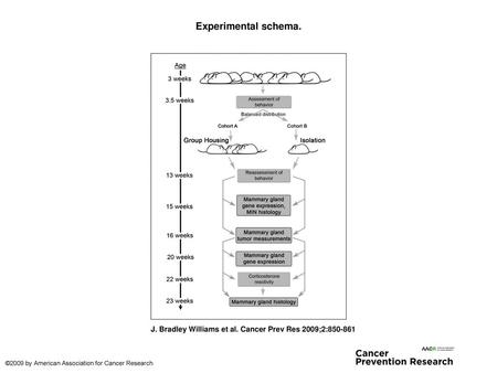 Experimental schema. Experimental schema. Female C3 (1)/SV40 Tag mice were weaned from their mothers at 3 wk of age; behavior was assessed using a standard.