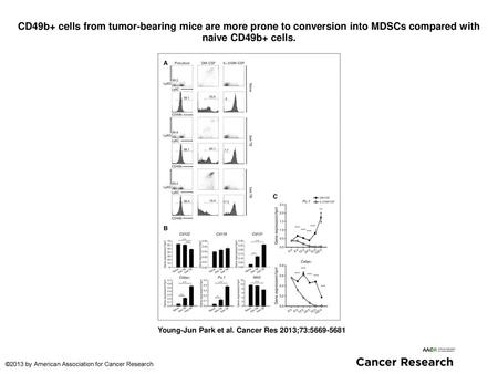 CD49b+ cells from tumor-bearing mice are more prone to conversion into MDSCs compared with naive CD49b+ cells. CD49b+ cells from tumor-bearing mice are.