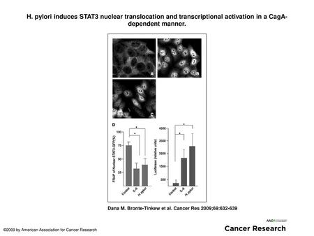 H. pylori induces STAT3 nuclear translocation and transcriptional activation in a CagA-dependent manner. H. pylori induces STAT3 nuclear translocation.