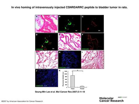 In vivo homing of intravenously injected CSNRDARRC peptide to bladder tumor in rats. In vivo homing of intravenously injected CSNRDARRC peptide to bladder.