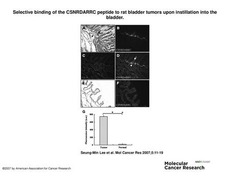 Selective binding of the CSNRDARRC peptide to rat bladder tumors upon instillation into the bladder. Selective binding of the CSNRDARRC peptide to rat.