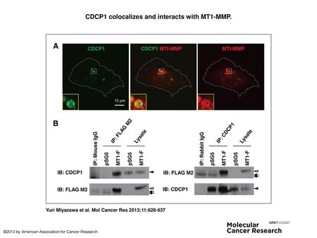 CDCP1 colocalizes and interacts with MT1-MMP.