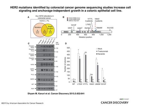 HER2 mutations identified by colorectal cancer genome sequencing studies increase cell signaling and anchorage-independent growth in a colonic epithelial.