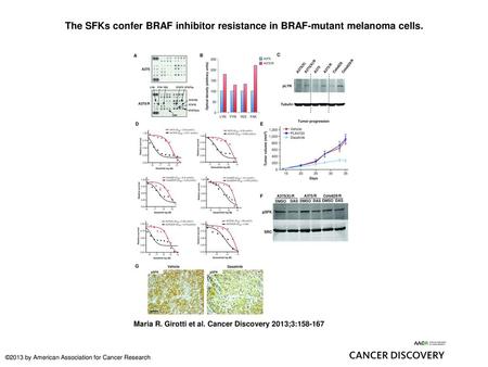 The SFKs confer BRAF inhibitor resistance in BRAF-mutant melanoma cells. The SFKs confer BRAF inhibitor resistance in BRAF-mutant melanoma cells. A, phospho-protein.