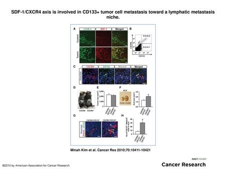 SDF-1/CXCR4 axis is involved in CD133+ tumor cell metastasis toward a lymphatic metastasis niche. SDF-1/CXCR4 axis is involved in CD133+ tumor cell metastasis.