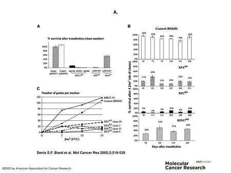 A. A. XPCKD and KIN17KD HeLa cells grow poorly 2 weeks after transfection. Forty-eight hours after transfection, cells were plated at the same density.