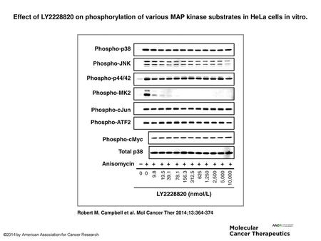 Effect of LY2228820 on phosphorylation of various MAP kinase substrates in HeLa cells in vitro. Effect of LY2228820 on phosphorylation of various MAP kinase.