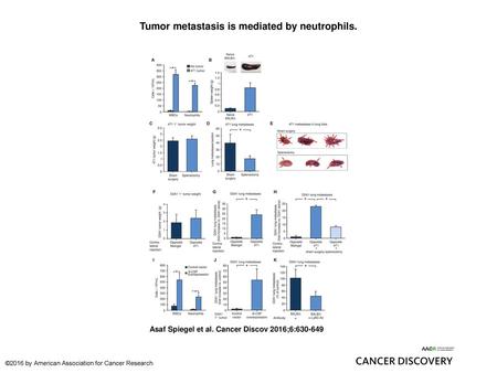 Tumor metastasis is mediated by neutrophils.