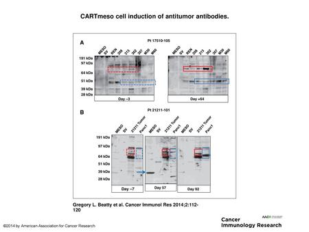 CARTmeso cell induction of antitumor antibodies.